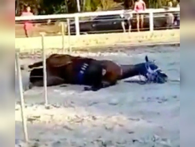 Vídeo: mulher denuncia homem a cavalo que puxava cachorro amarrado - Gerais  - Estado de Minas