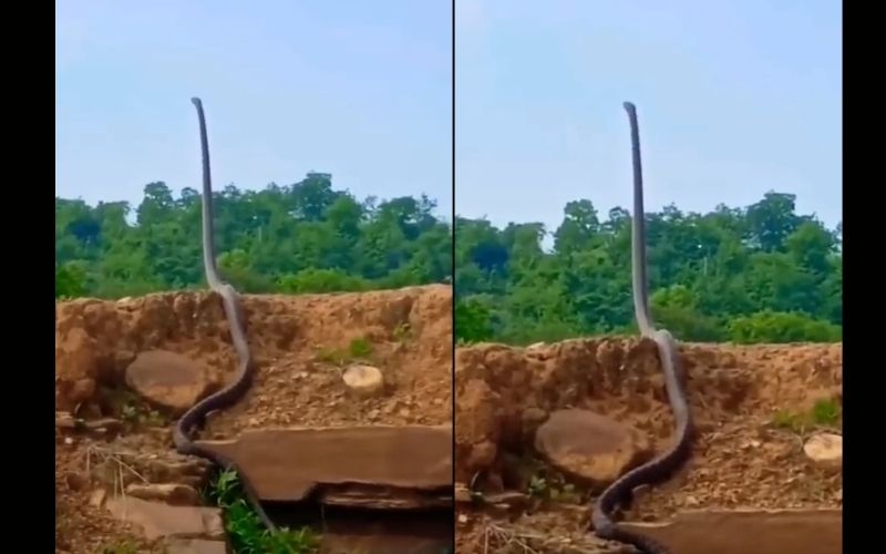 Vídeo: cobra venenosa mais comprida do mundo é filmada se