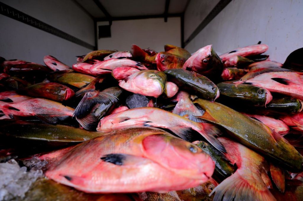  Feiras da ADS comercializam 100 toneladas de pescado durante a Semana Santa 