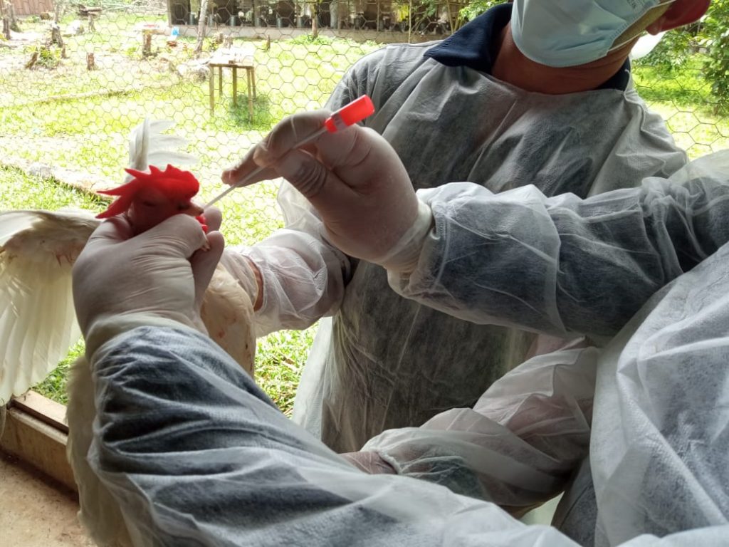 Monitoramento da gripe aviária é reforçado no Amazonas