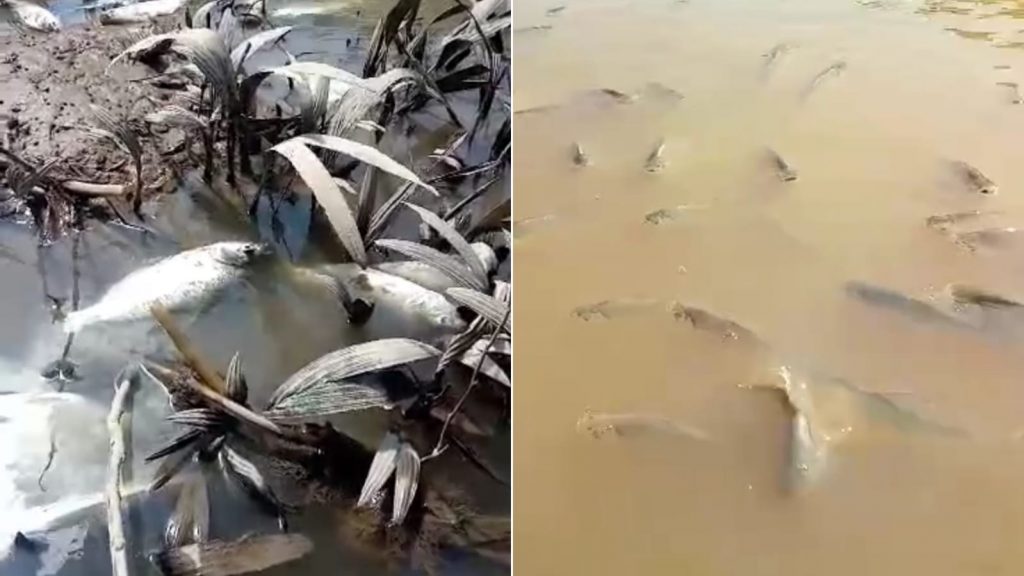 Prefeitura de Iranduba é acusada de cometer crime ambiental