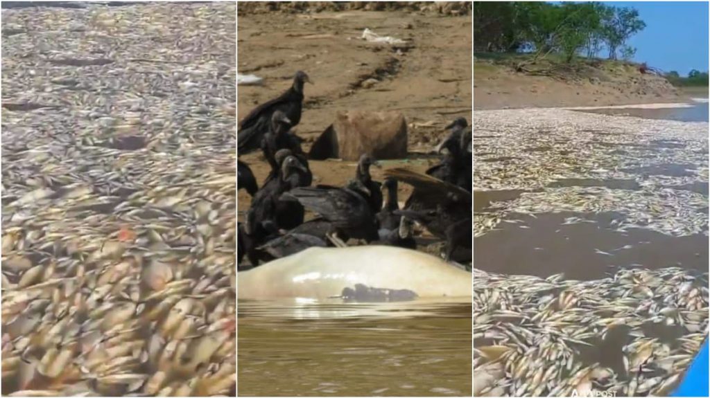 Seca mata milhares de peixes e botos no Amazonas; assista