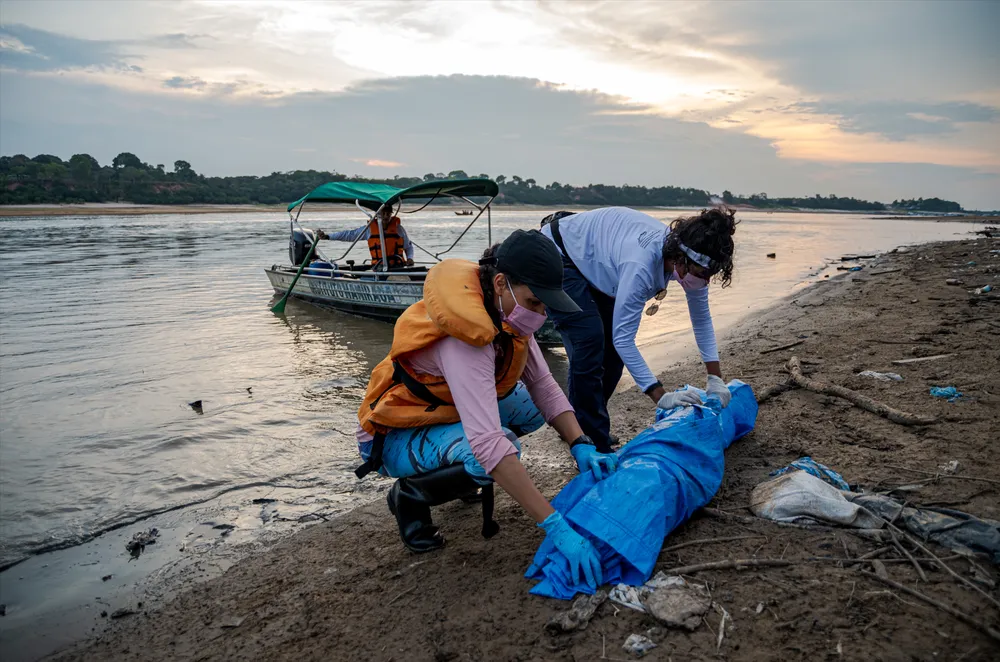 Especialistas investigam causas das mortes de botos em Tefé no Amazonas