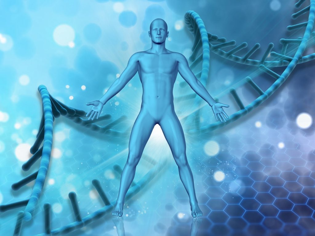 curiosidades do corpo humano