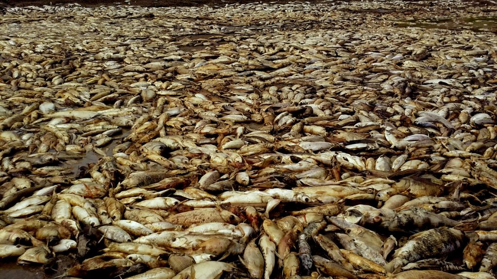 Calor intenso no Amazonas é responsável por morte de peixes