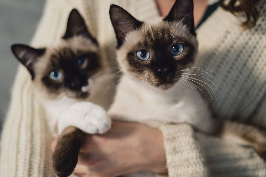 Raça de Gatos 