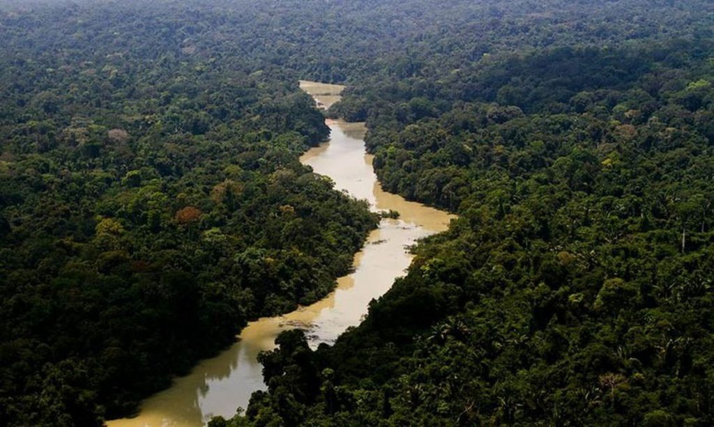 Brasil vê 15% das florestas naturais