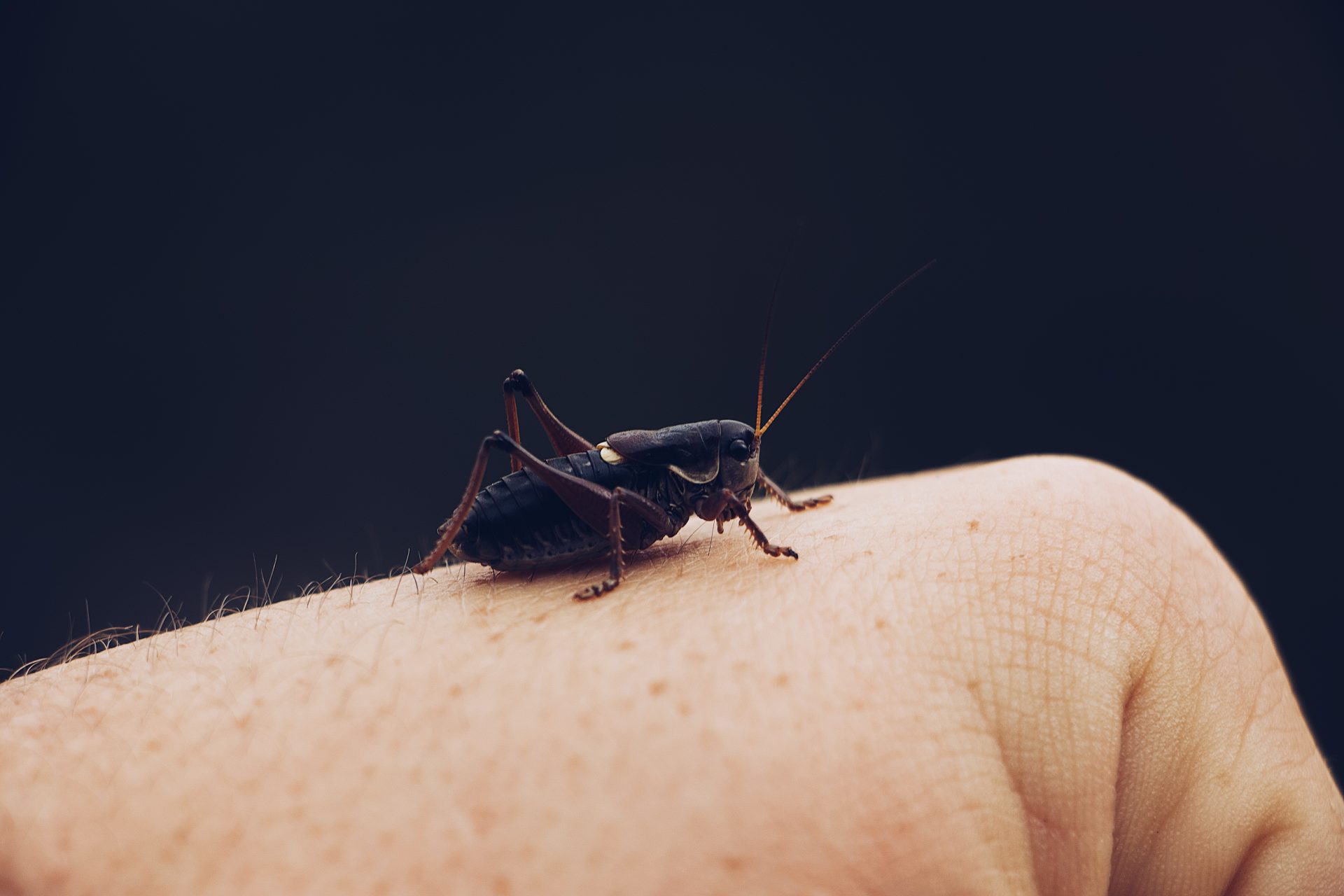 Síndrome de Morgellons