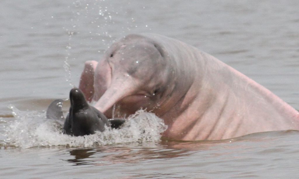 Mesmo com seca extrema 99 botos estão saudáveis no lago de Tefé no Amazonas