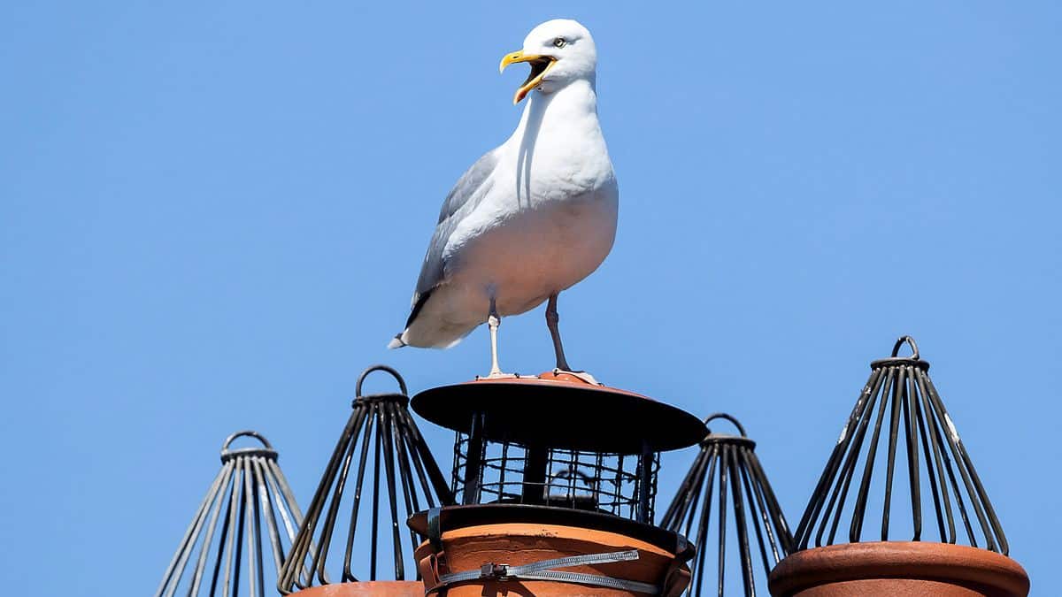 gaivota psicopata