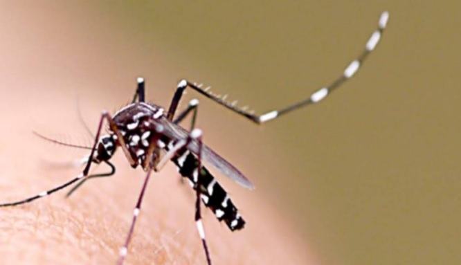 Dengue hemorrágica