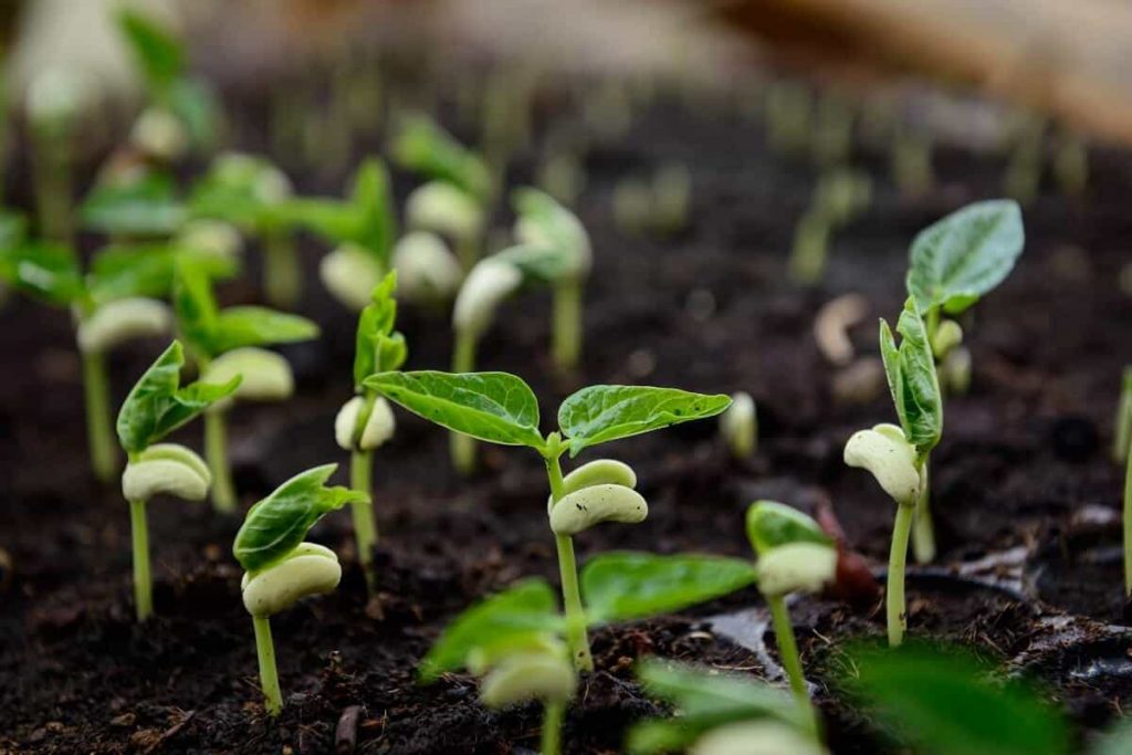 Como plantar feijão em casa- Guia prático