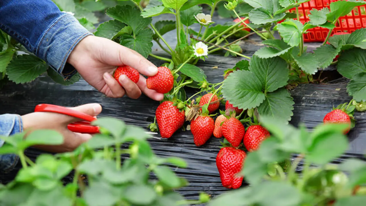 como plantar morango