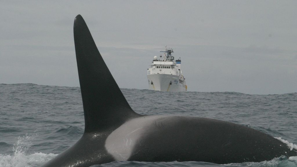 orcas afundam iate