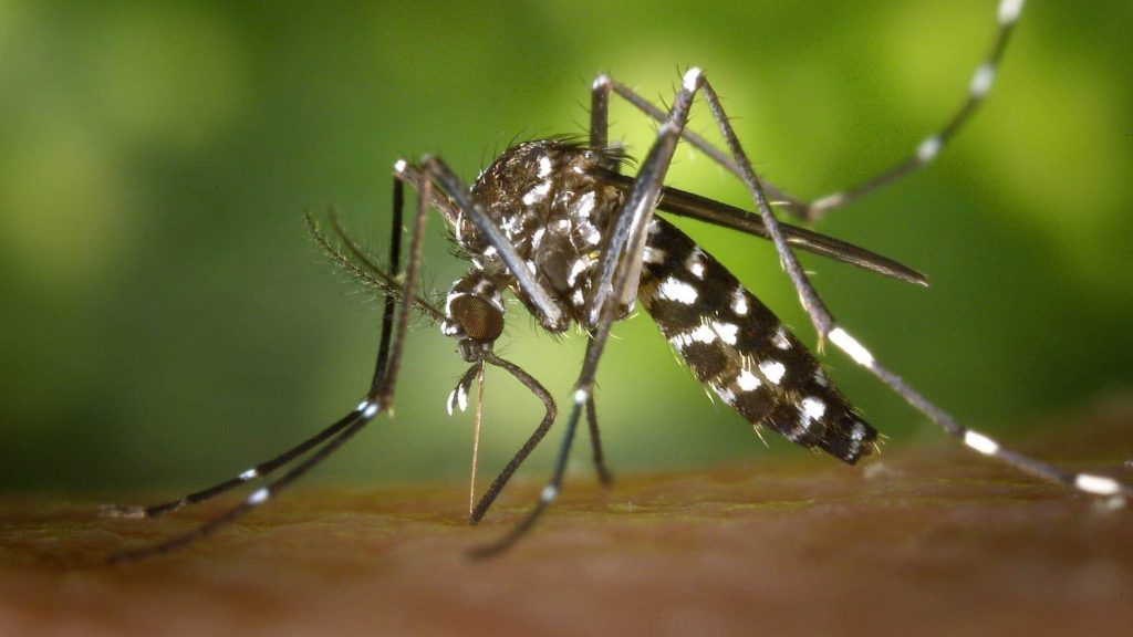 Primeira vacina contra chikungunya é aprovada nos EUA