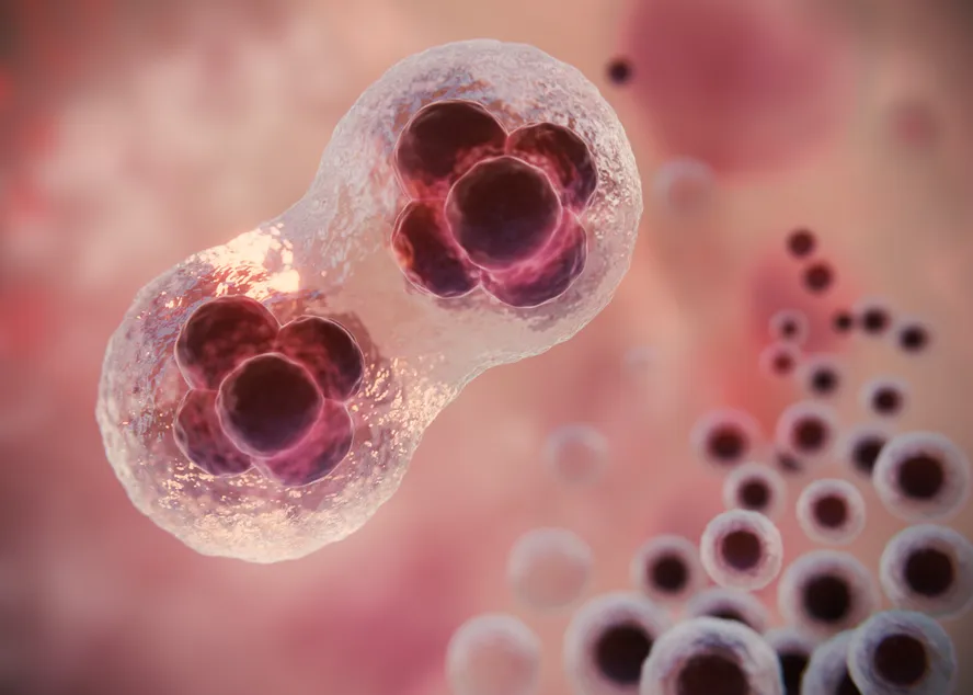 Avanço inédito na biologia sintética: criação de embrião sem gametas