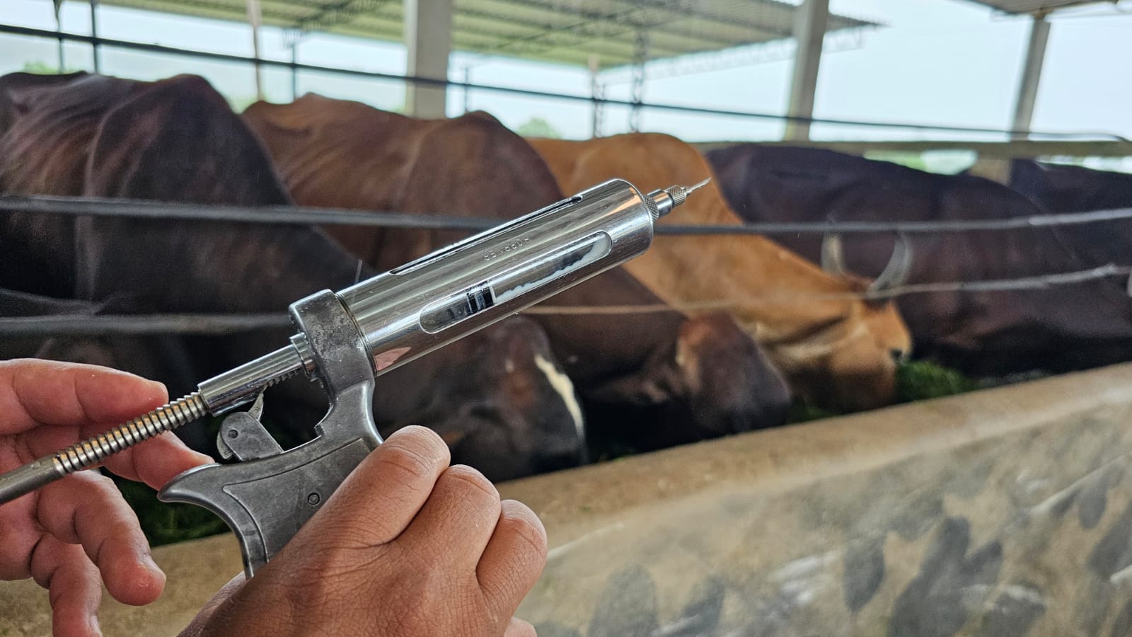 imagem representativa do anúncio do reconhecimento da febre aftosa no Brasil
