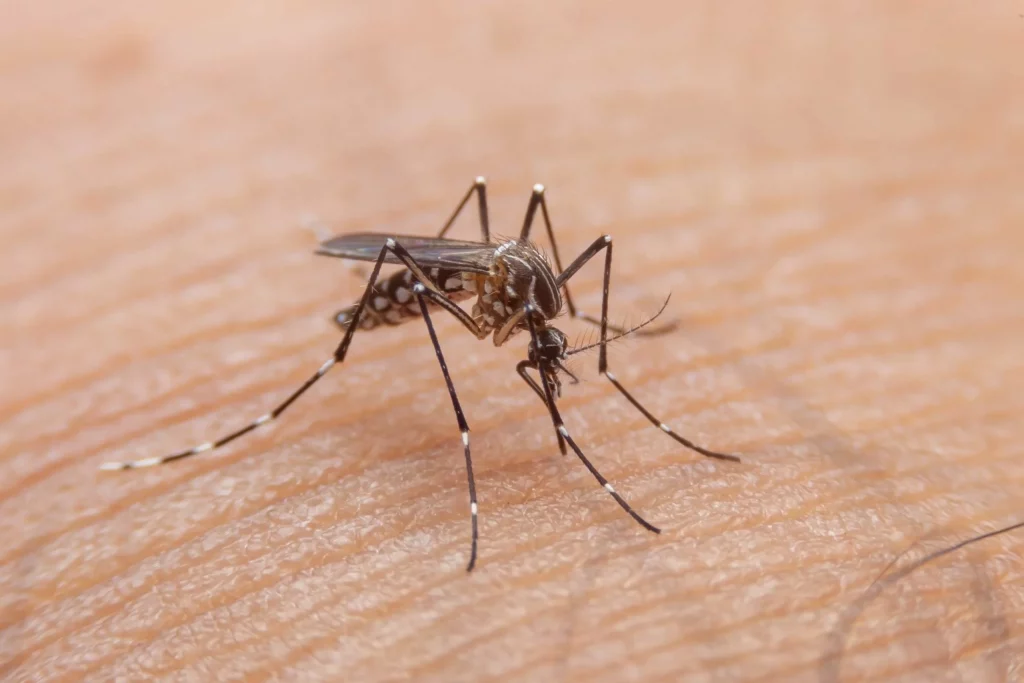 dengue hemorrágica