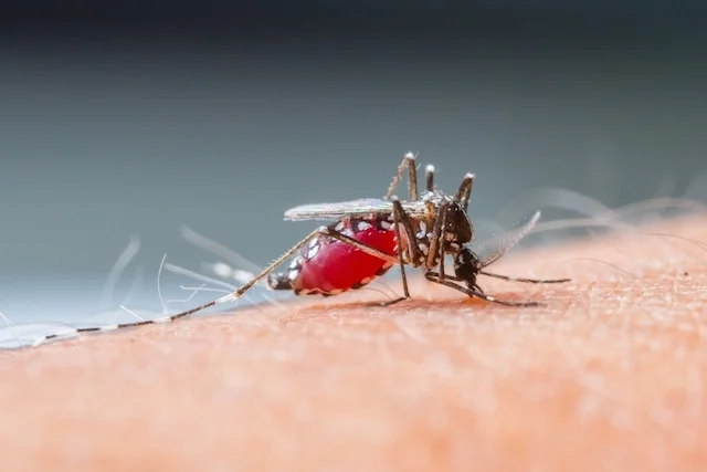 como evitar a dengue