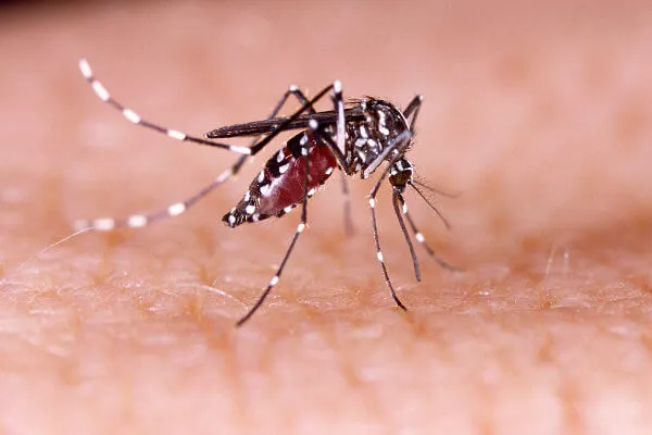 10 Mitos e verdades sobre a dengue que você precisa saber