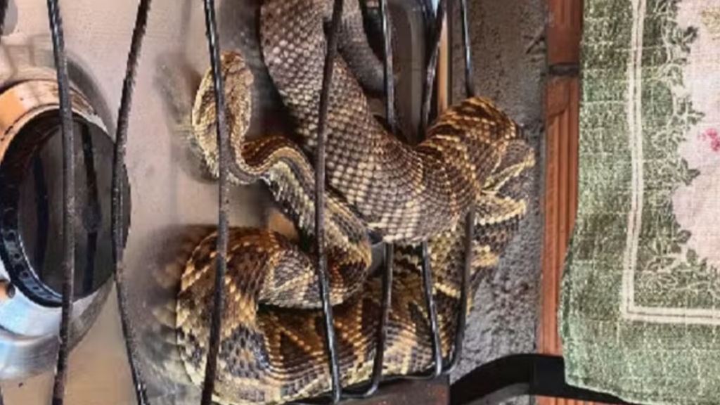 Vídeo: Morador é surpreendido pela presença de cobra no fogão de casa