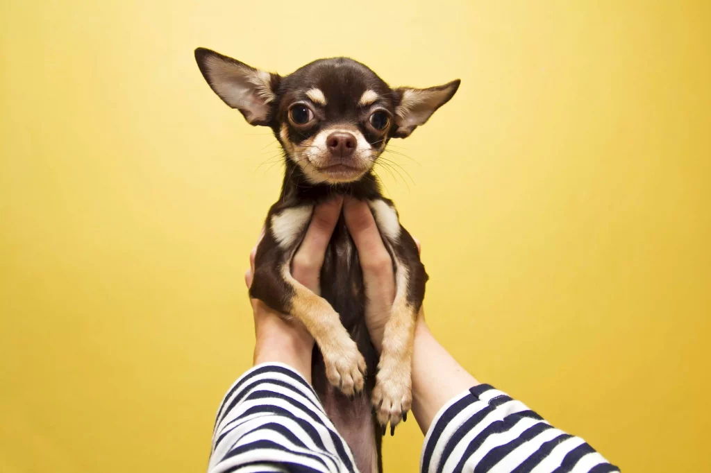 cachorros pequenos vivem mais
