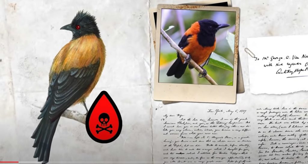 Pitohui: o único pássaro venenoso do mundo