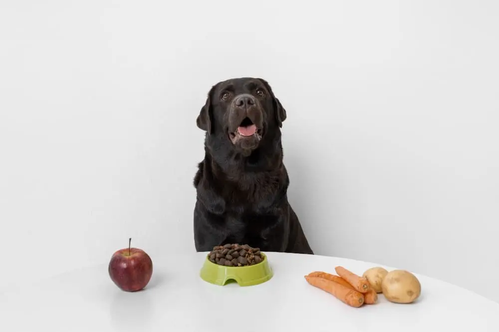 Saiba quais frutas pode dar para o seu cachorro comer
