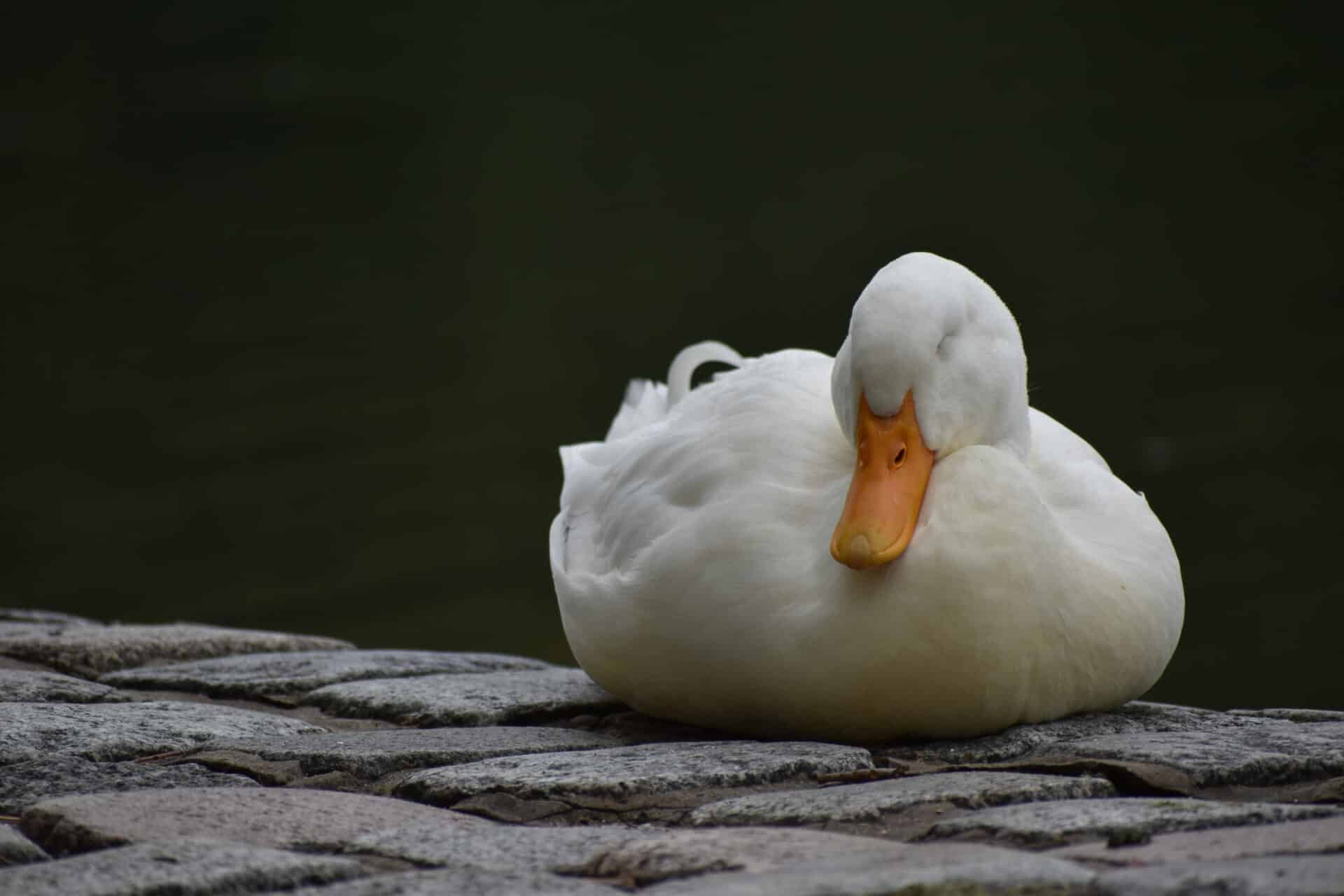  Síndrome do Pato Flutuante?