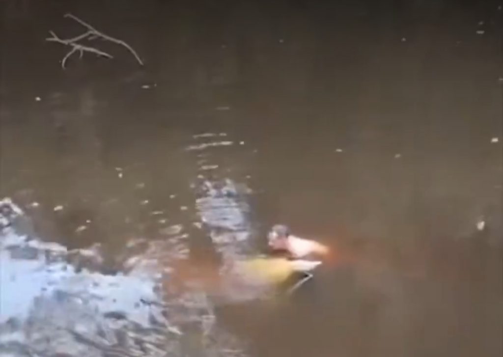 Picape cai dentro de igarapé após acidente em ponte na BR-319; veja