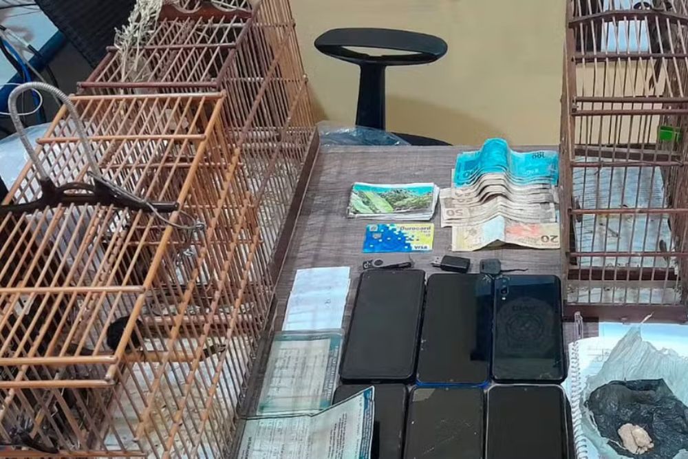Aves silvestres são resgatadas em operação contra facção criminosa investigada por tortura e homicídios