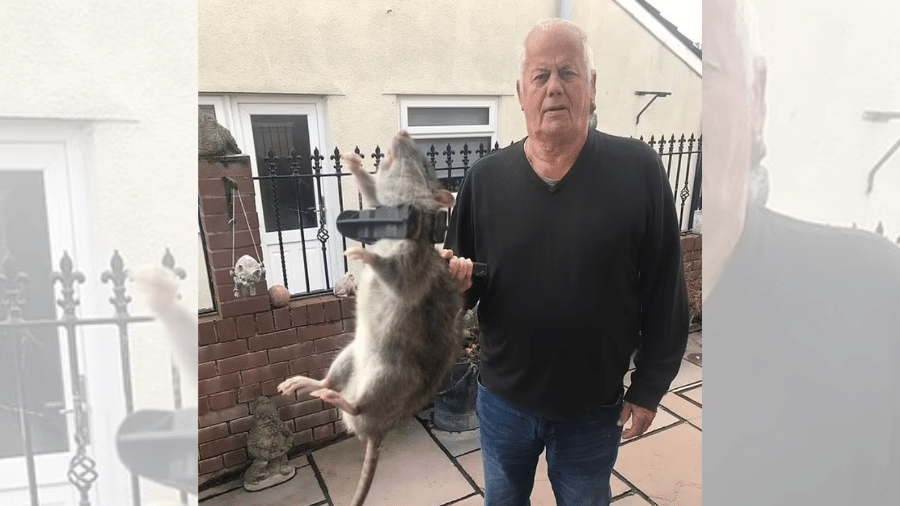 Britânico captura rato do tamanho de um bebê humano em seu jardim