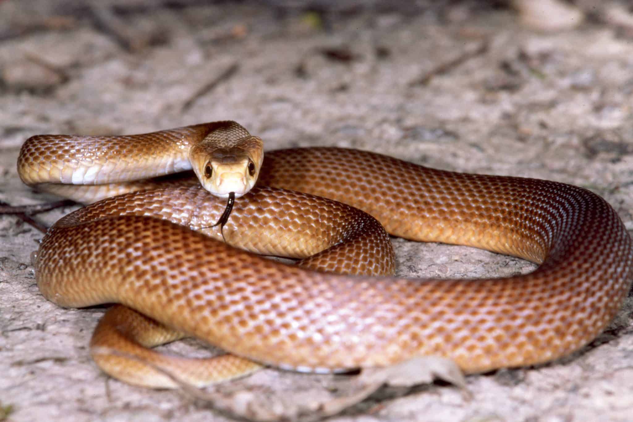 Cobra Taipan-costeira