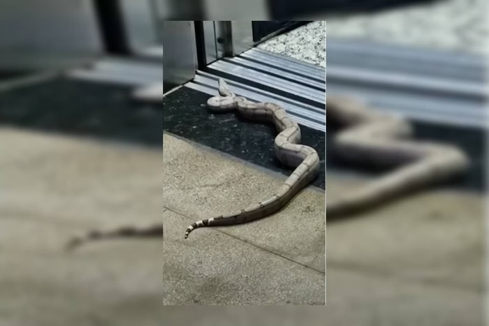 Susto: Jiboia de 1,5 metro é encontrada em fosso de elevador