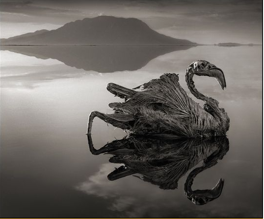Lago Natron na Tanzânia