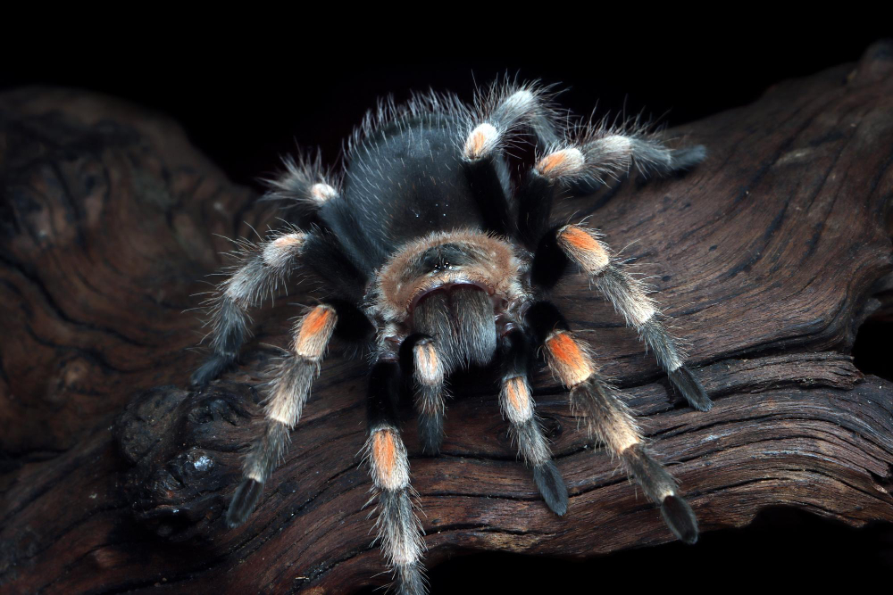 aranhas mais perigosas do mundo