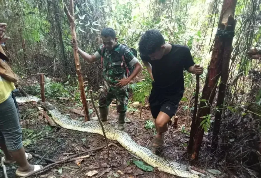 Assista: Mulher desaparecida é encontrada morta dentro da barriga de cobra