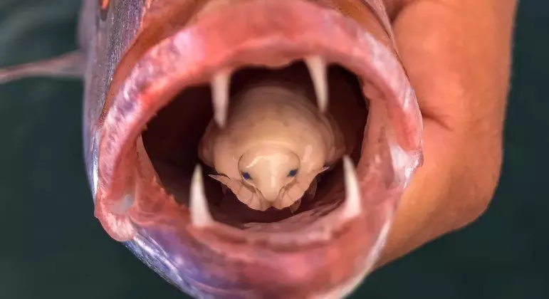 Peixe carpinteiro