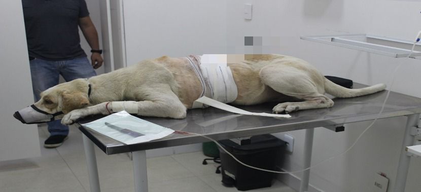 Câmeras flagram momento em que cachorro é esfaqueado por homem na Zona Norte de Manaus; veja