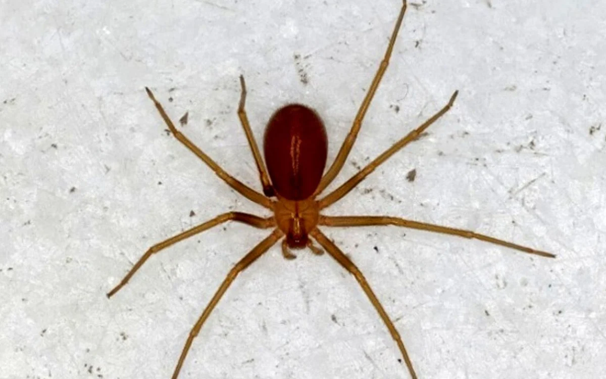 Jovem morre após picada de aranha-violinista