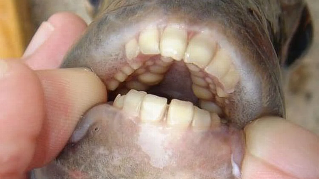 Pacu