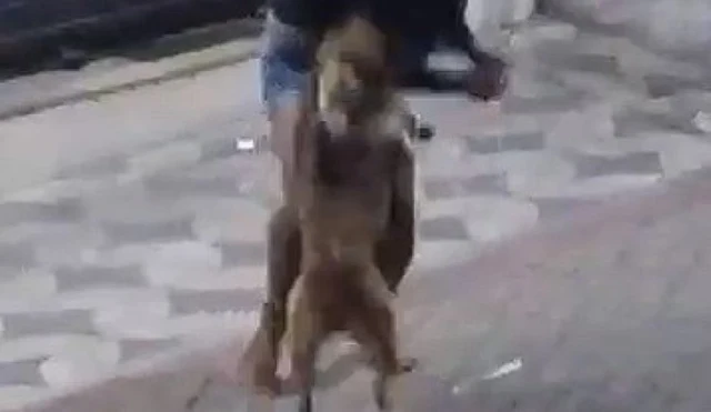 Pitbull avança e ataca duas pessoas durante fúria