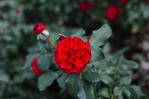 flor que significa amor eterno