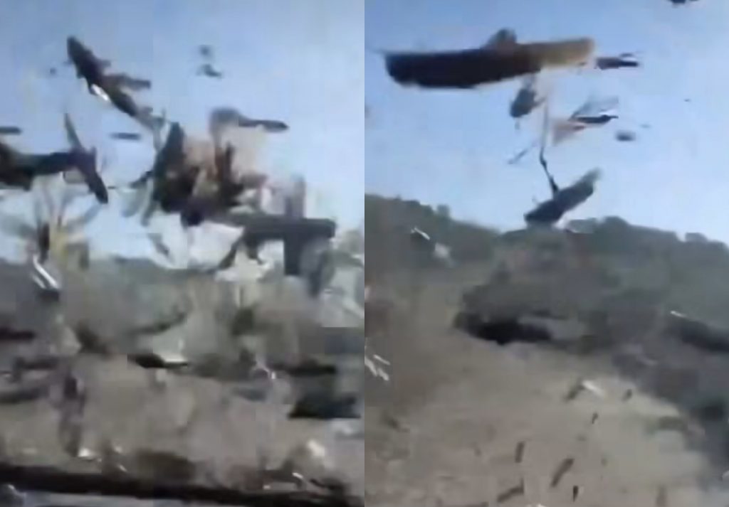 Infestação de gafanhotos causa destruição e medo na Argentina; veja vídeo