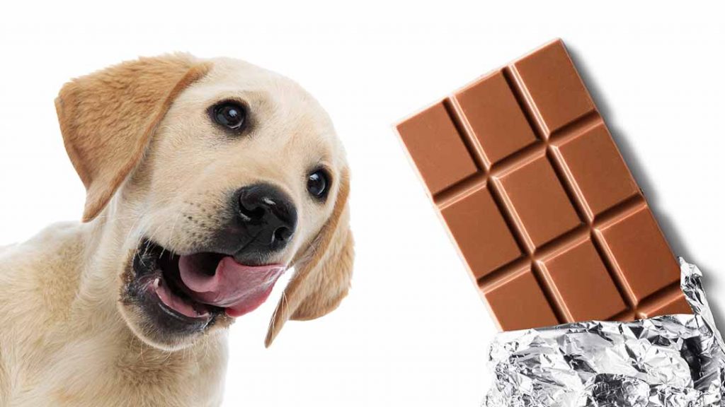Cachorro pode comer chocolate