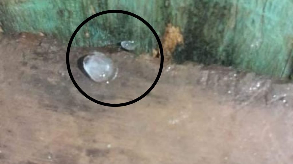 Vídeo: Chuva de granizo é registrada em Beruri, no interior do Amazonas