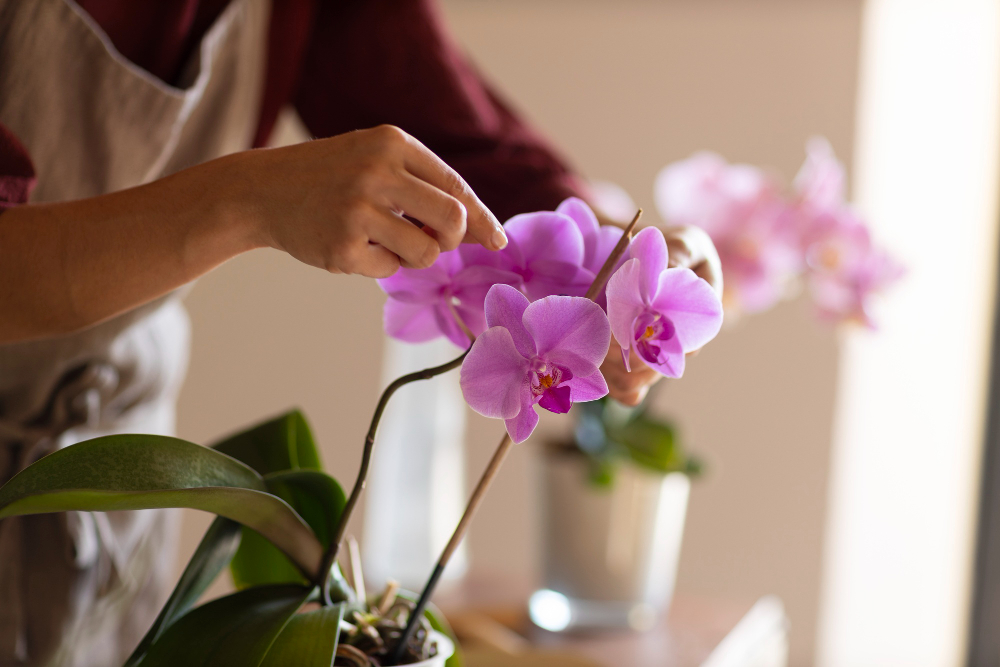 como plantar orquídeas