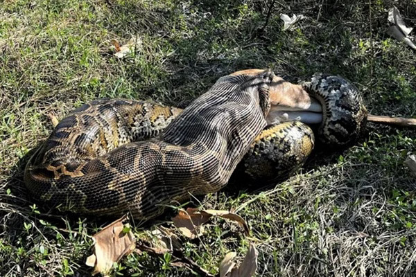 Pesquisadores flagram momento que cobra píton engole um veado inteiro 