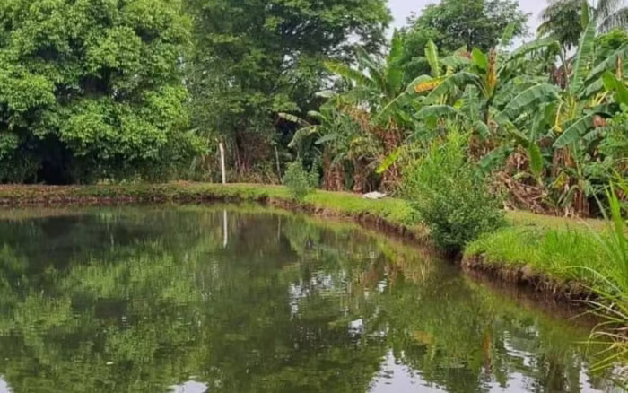 Homem cai em lago para fugir de ataque de abelhas e morre afogado 
