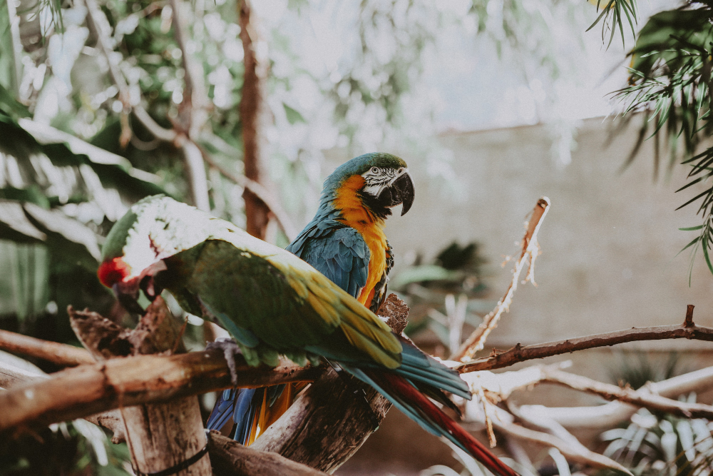 8 curiosidades sobre a Amazônia